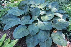 Thunder Boomer, Hosta